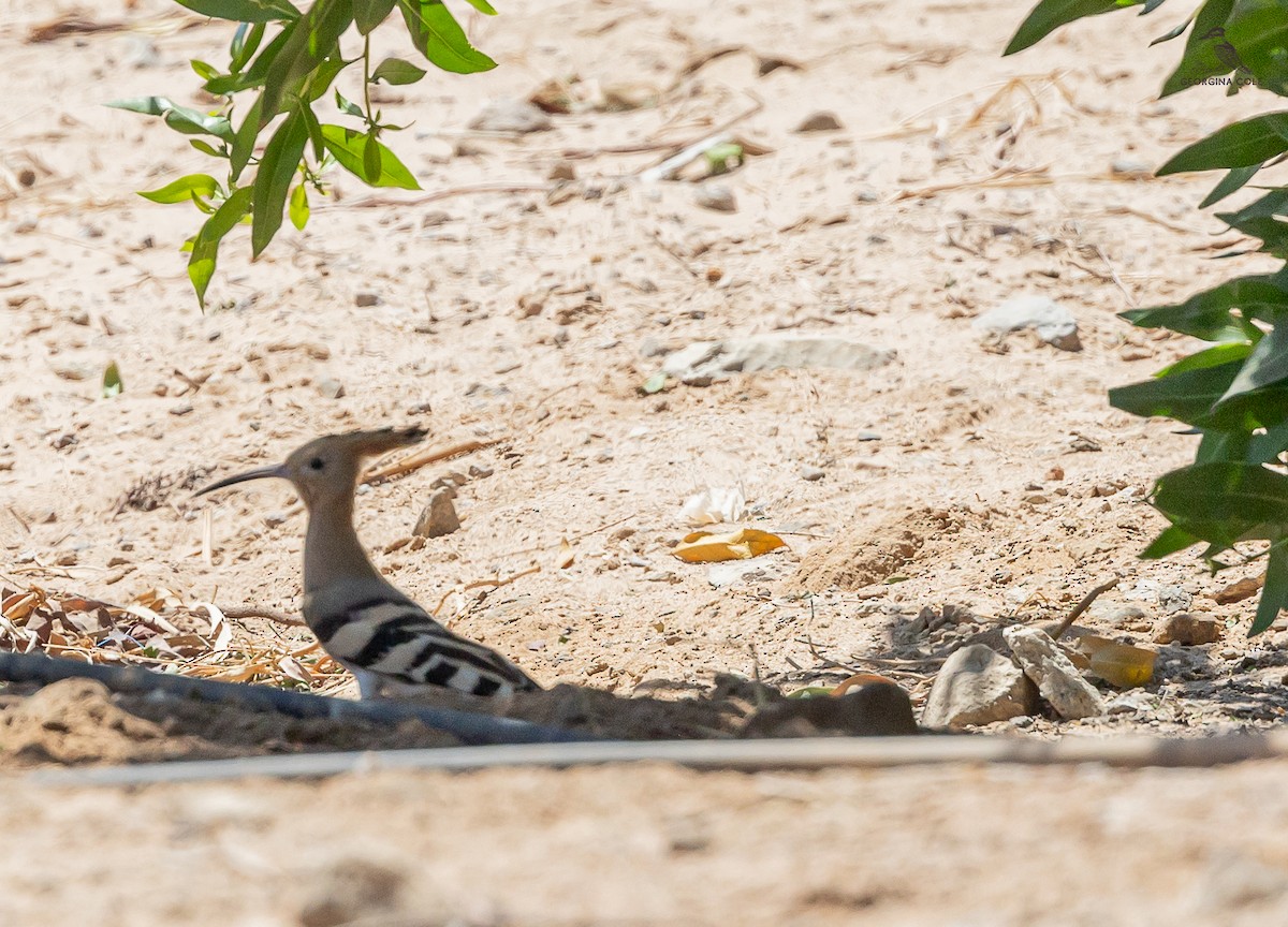 Eurasian Hoopoe - ML617090276