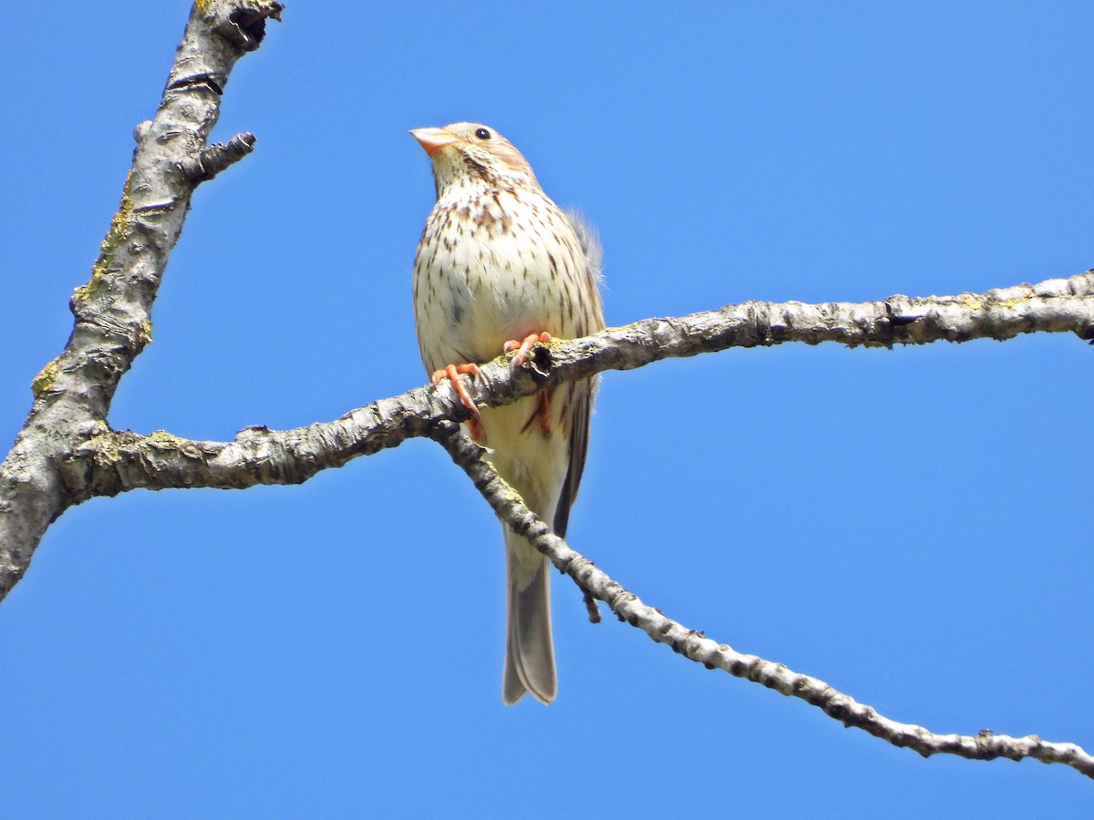 Corn Bunting - ML617090321