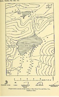 Pigargo de Pallas - ML617090329