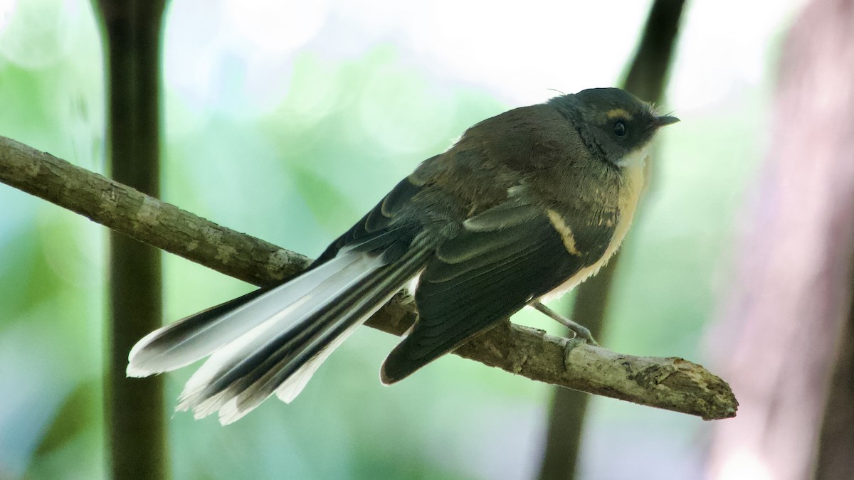 New Zealand Fantail - ML617090339