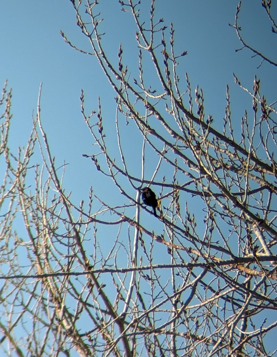 Brown-headed Cowbird - ML617090354