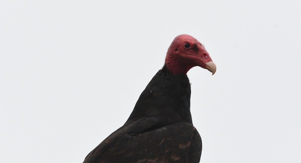 Turkey Vulture - ML617090355