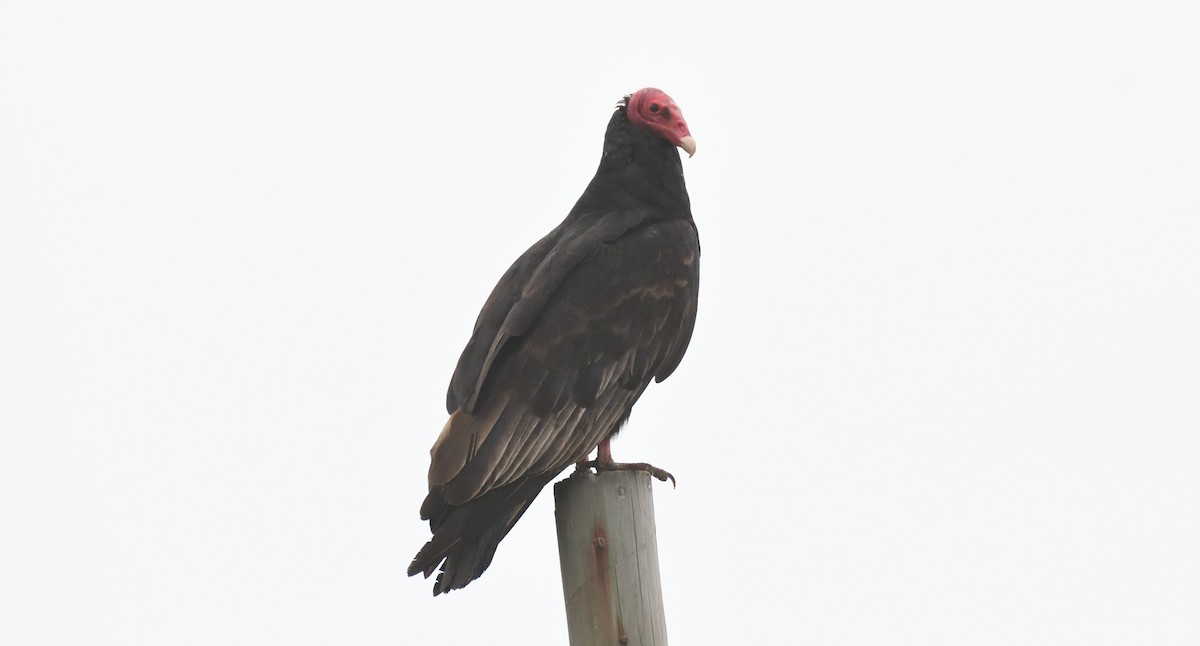 Turkey Vulture - ML617090375