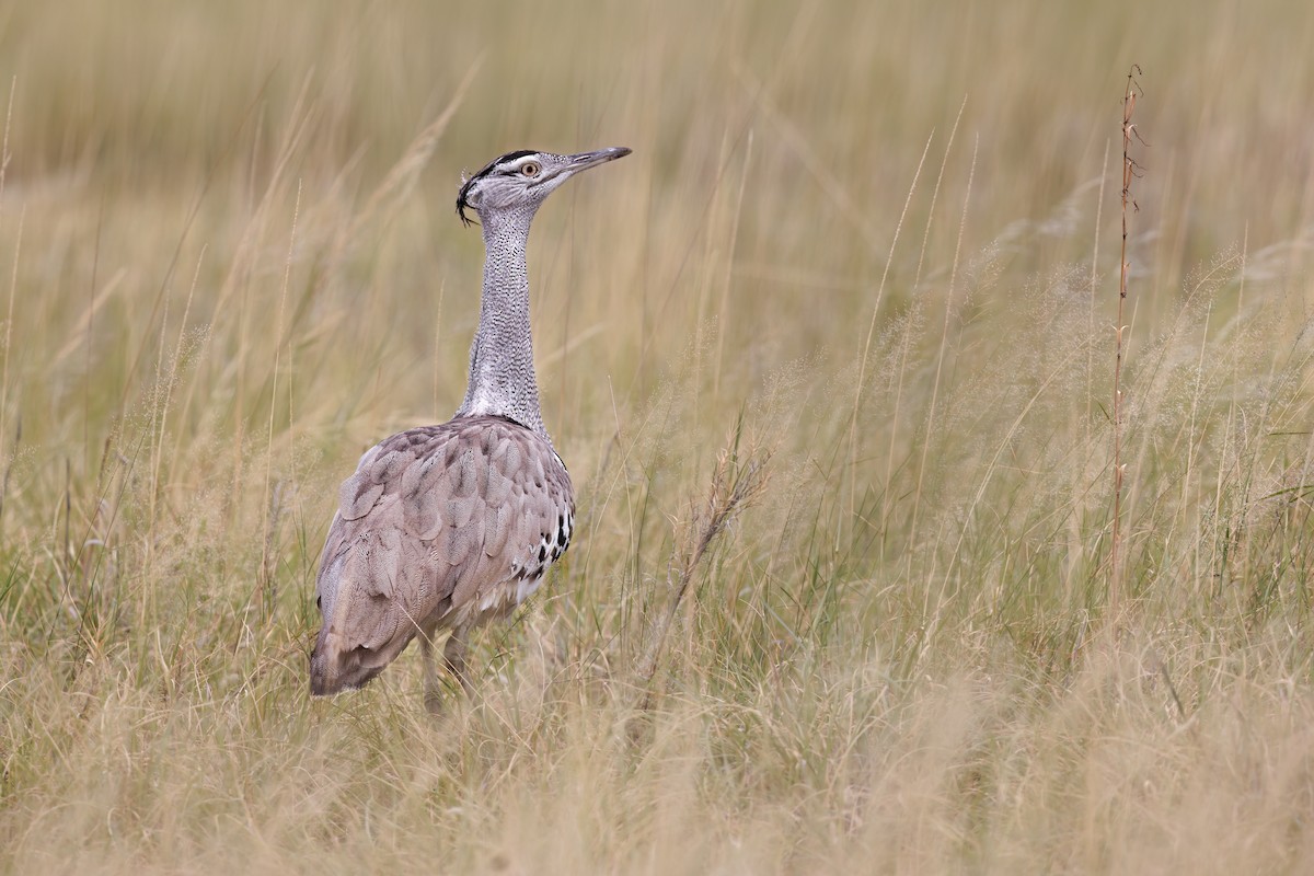 Kori Bustard - ML617090380