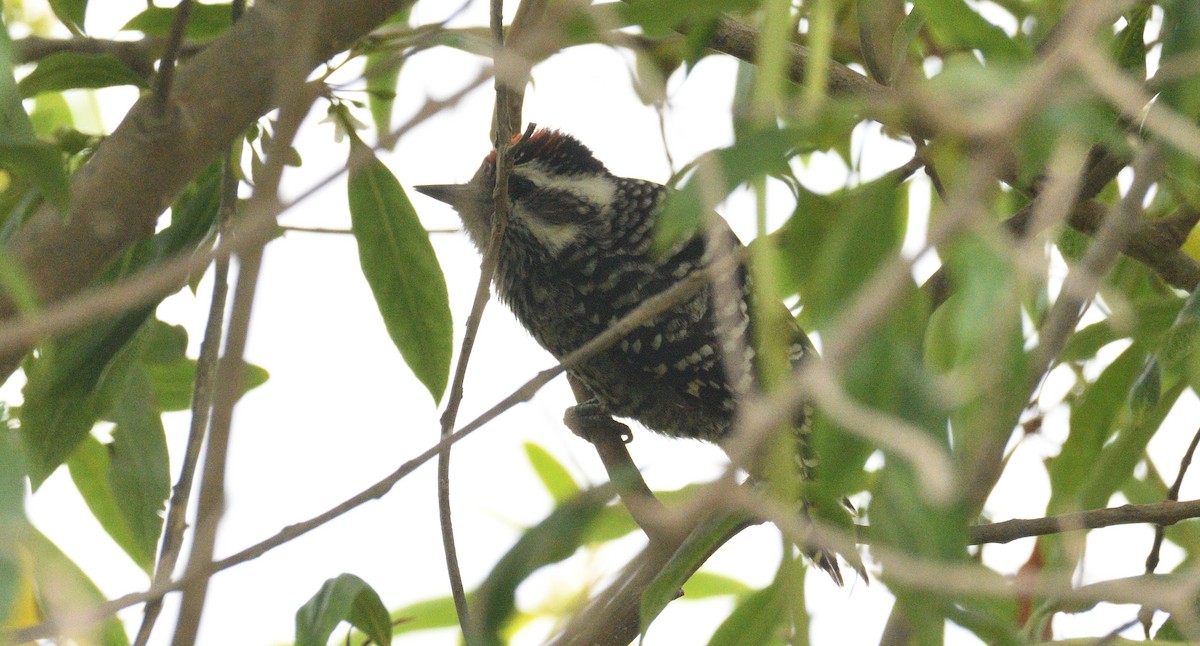 Дятел чилійський - ML617090393