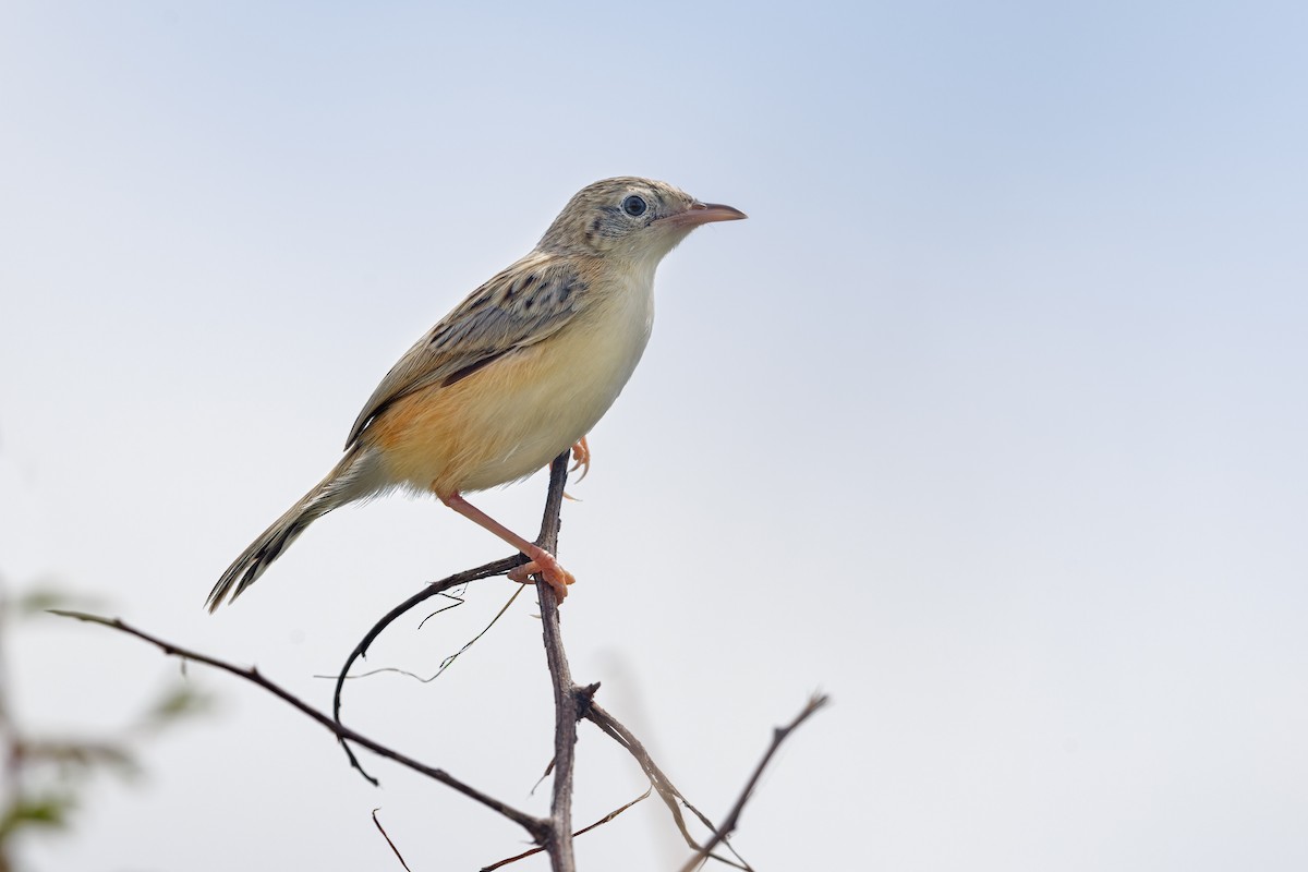 Desert Cisticola - ML617090399