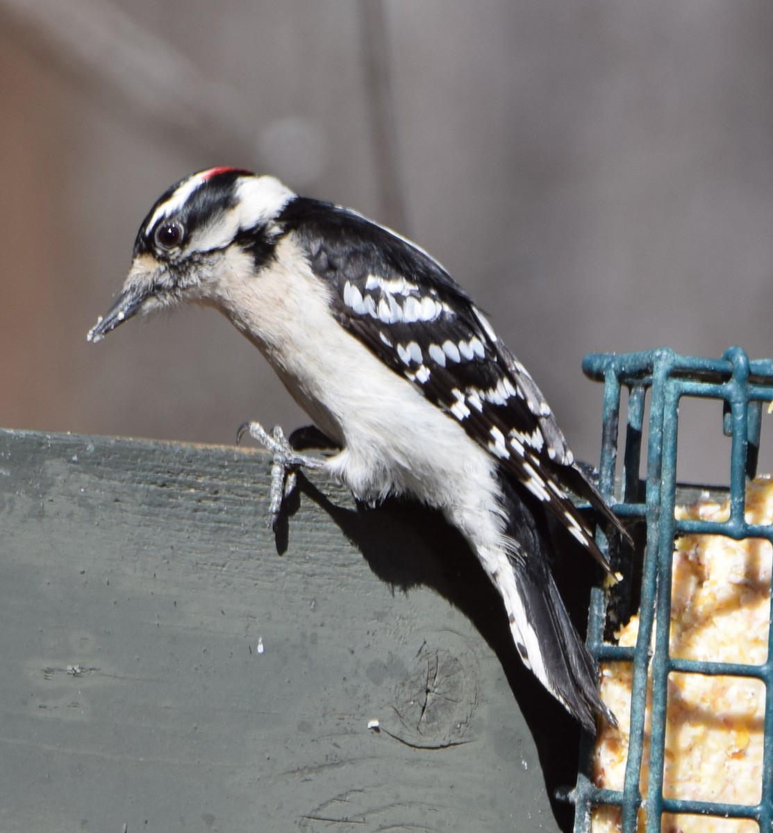 Downy Woodpecker - ML617090413