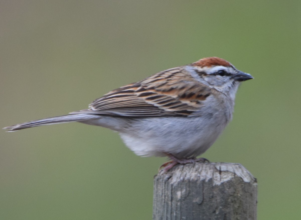 Chipping Sparrow - ML617090488