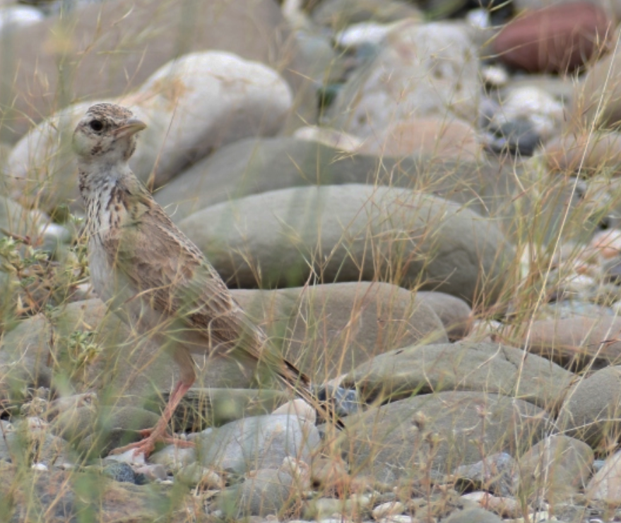 Sand Lark - ML617090552