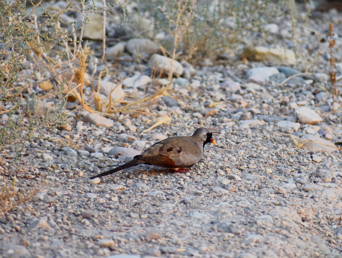 Namaqua Dove - ML617090573