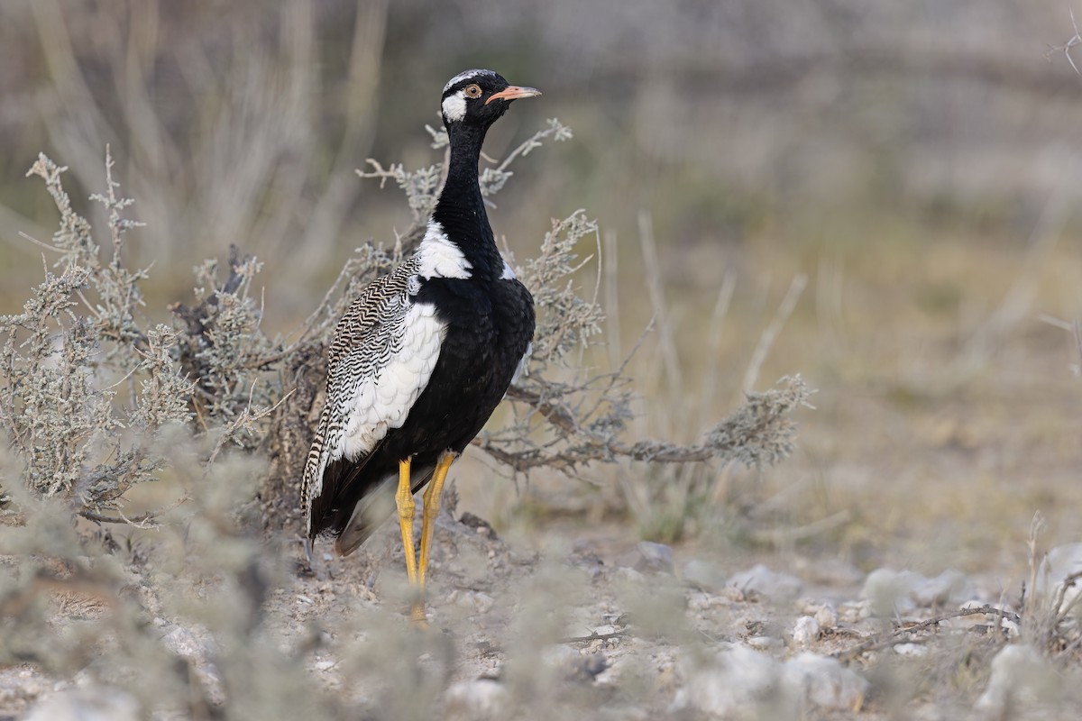 White-quilled Bustard - ML617090660