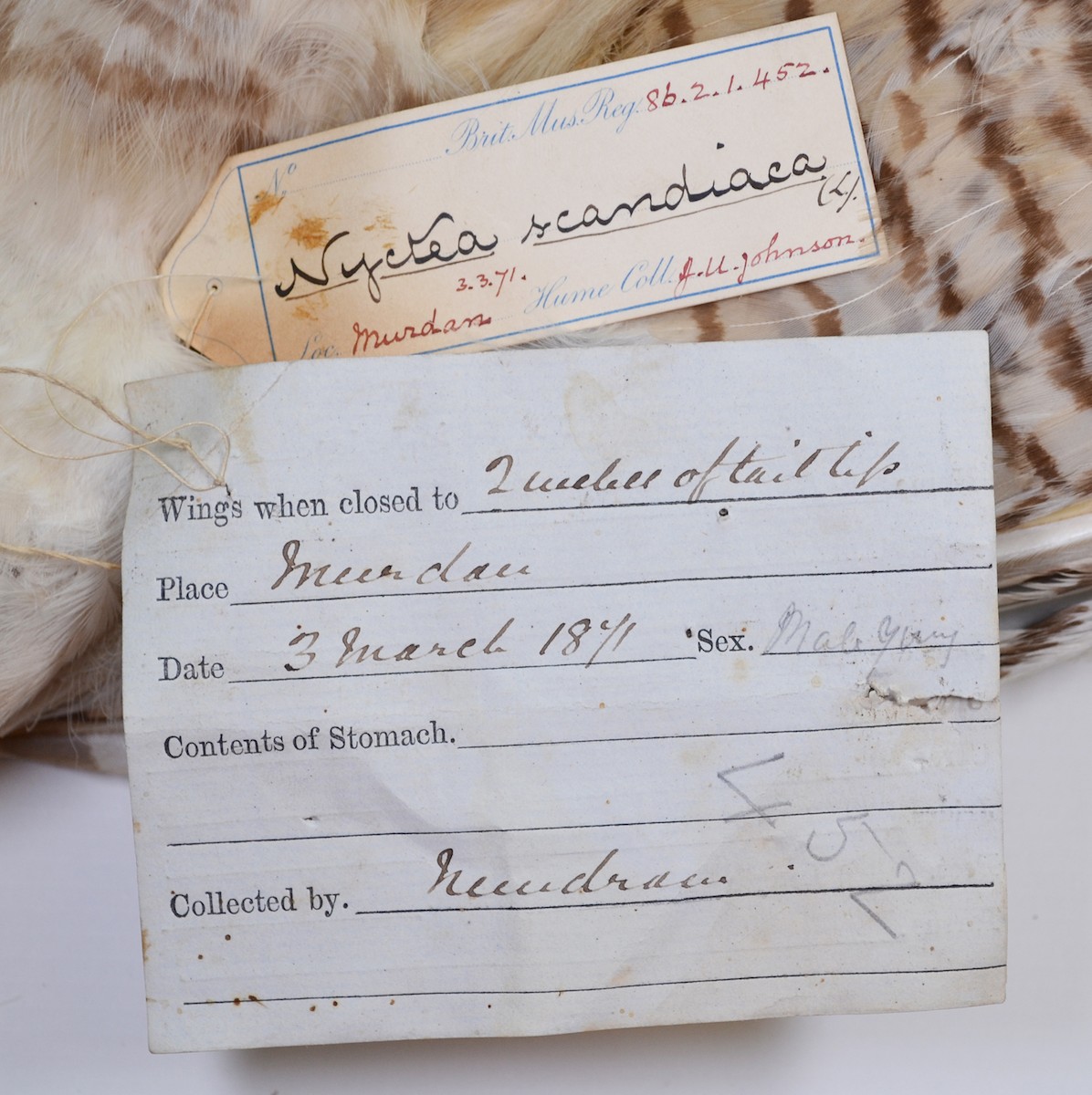 Snowy Owl - Pakistan Historical  Records