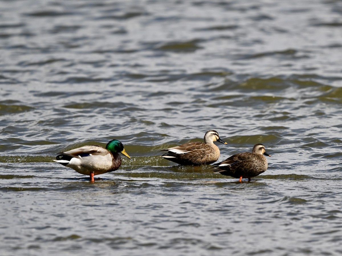 Eastern Spot-billed Duck - ML617090698