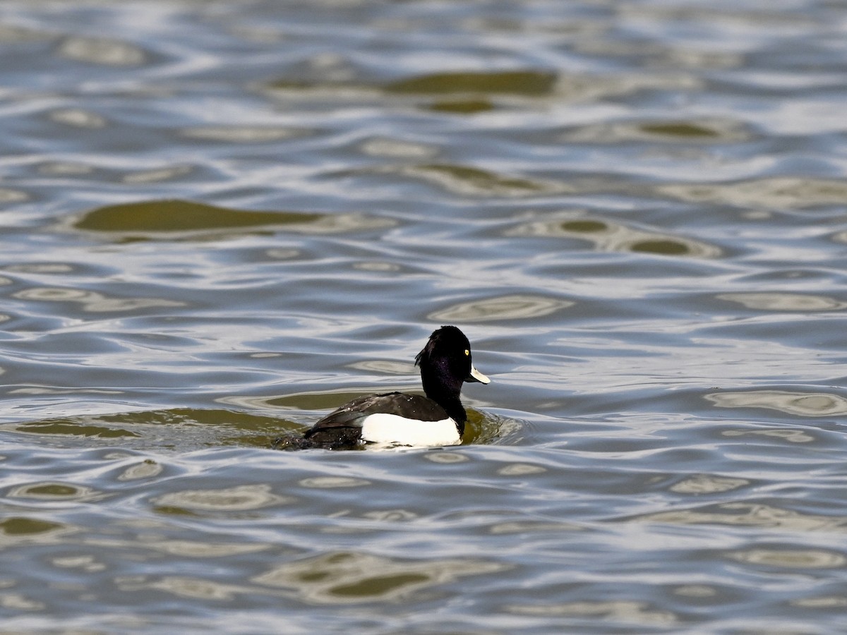 Tufted Duck - ML617090702