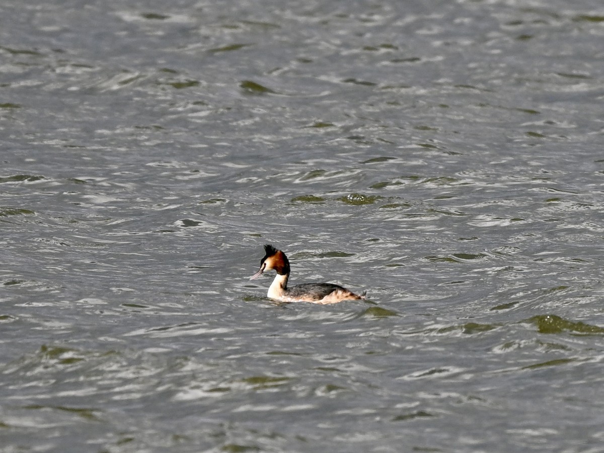 Great Crested Grebe - ML617090704