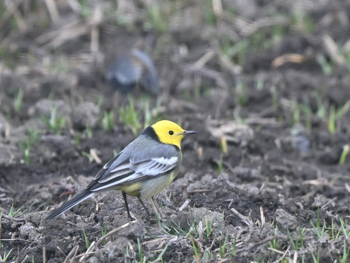 Citrine Wagtail - ML617090741