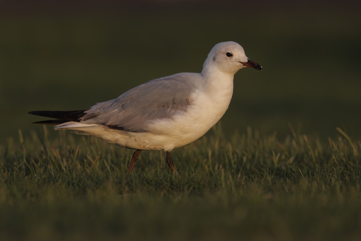 Hartlaub's Gull - ML617090744