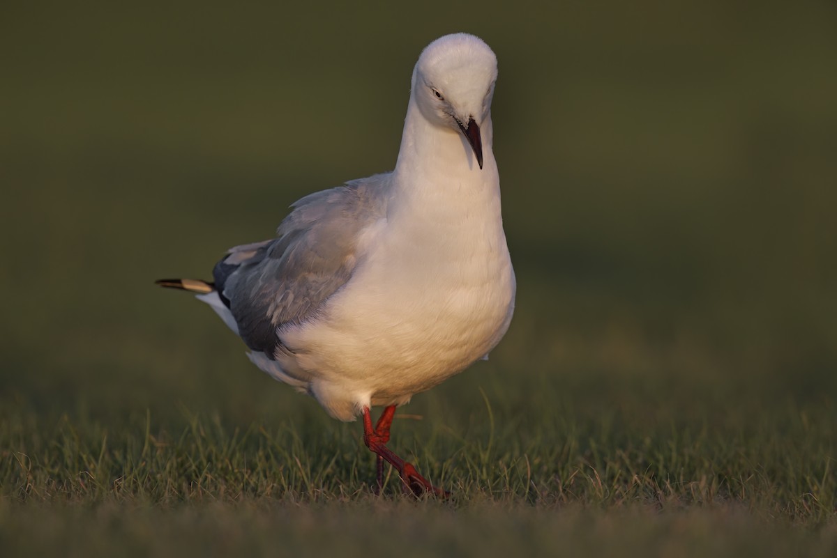 Hartlaub's Gull - ML617090746