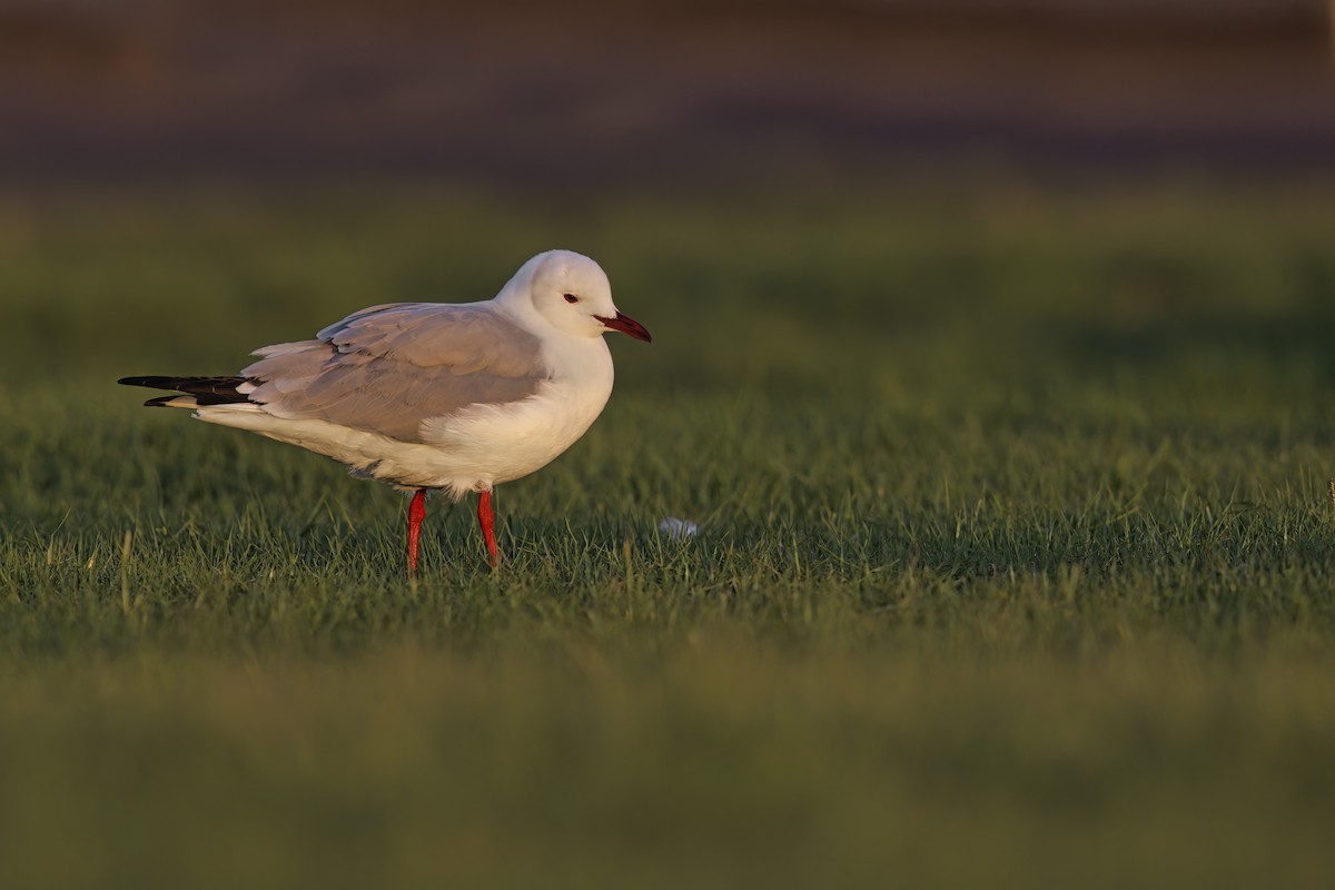 Hartlaub's Gull - ML617090757