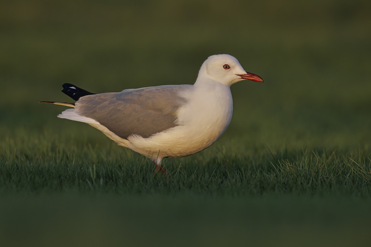 Hartlaub's Gull - ML617090759