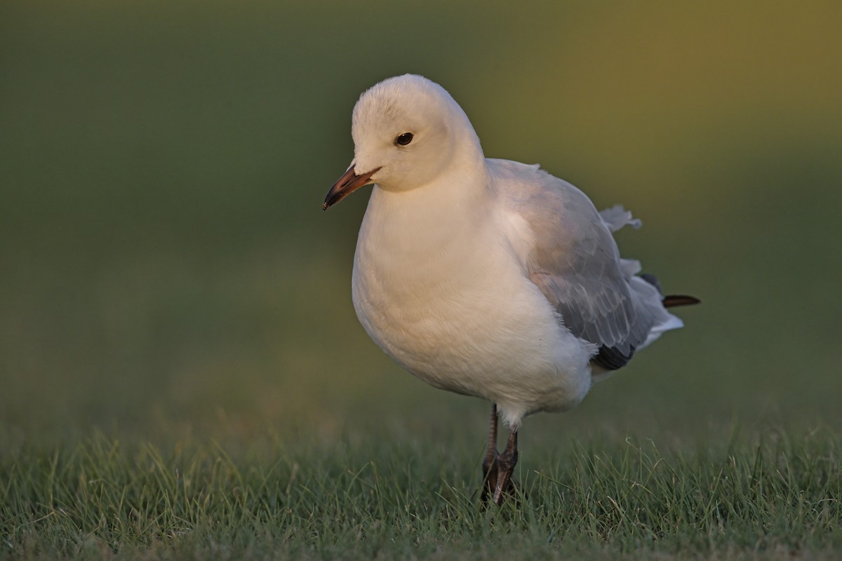 Hartlaub's Gull - ML617090762