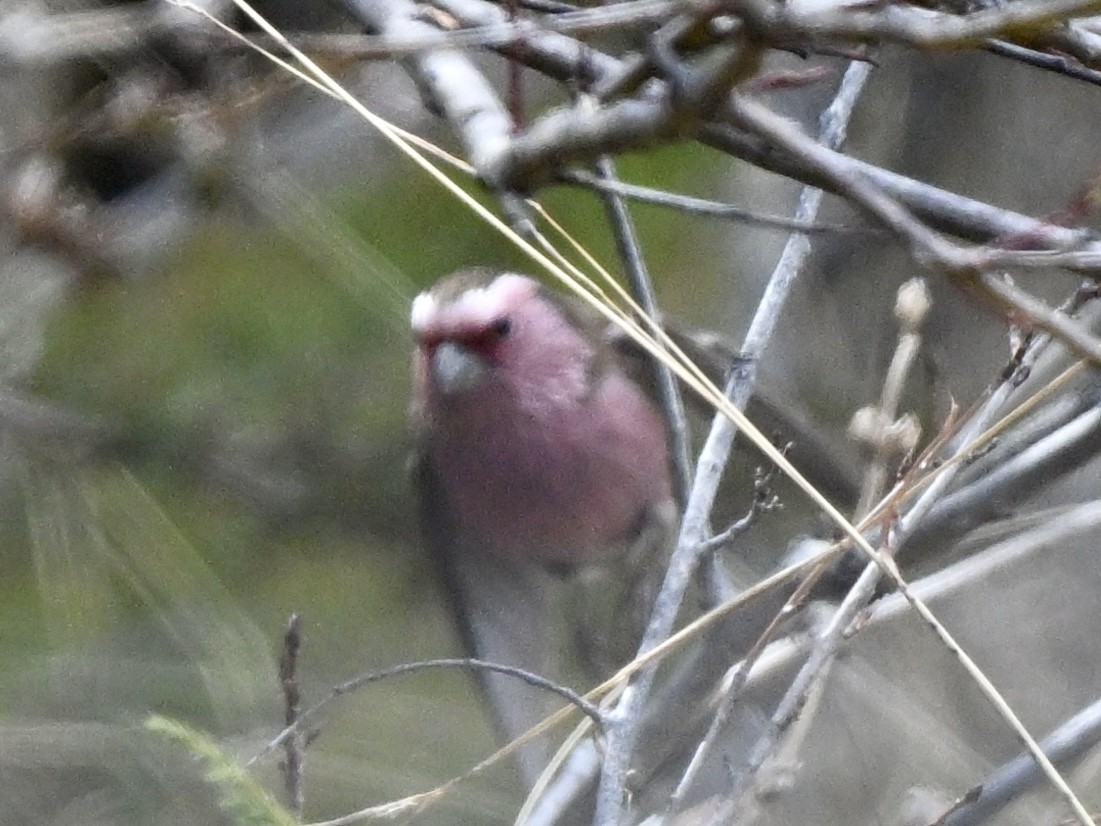 Chinese White-browed Rosefinch - Jack X