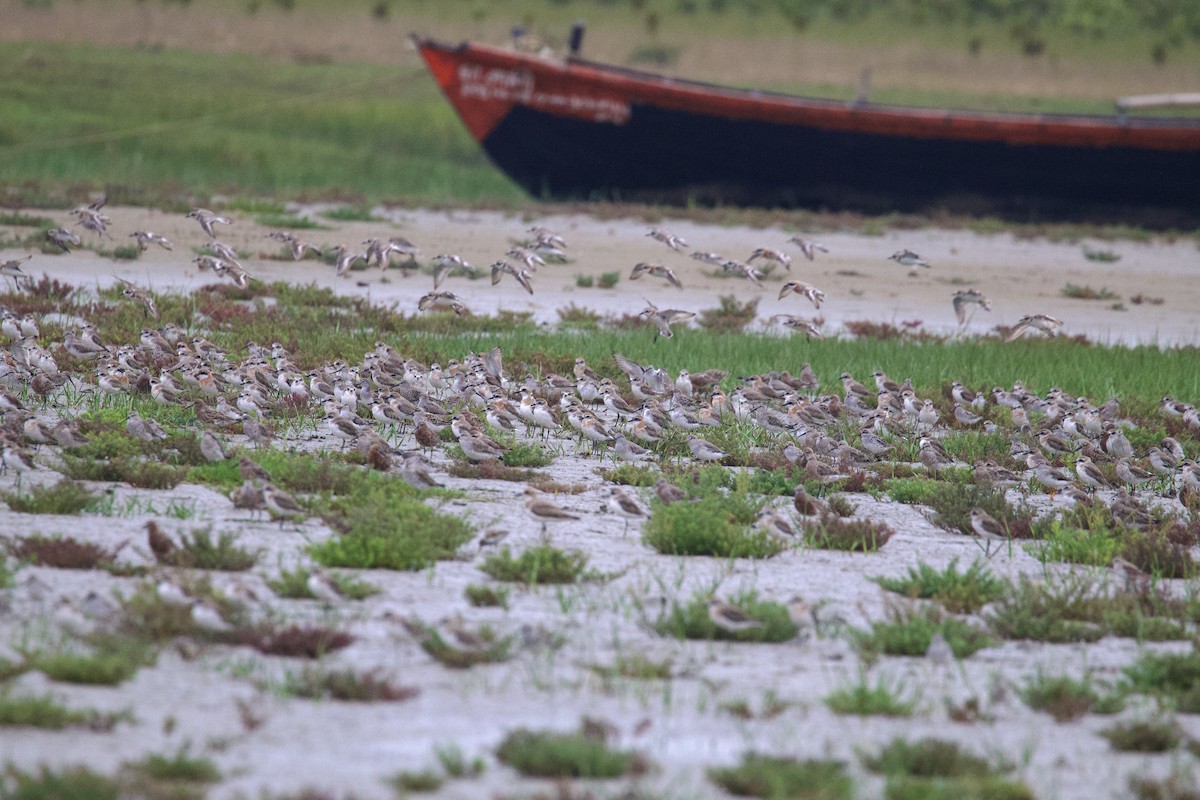 Terek Sandpiper - ML617090792