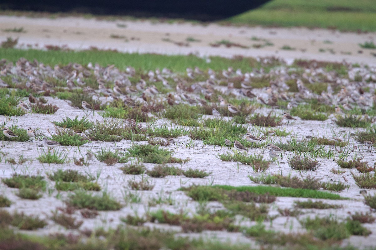 Terek Sandpiper - ML617090794