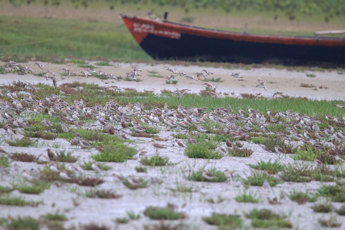 Terek Sandpiper - Sourav Mandal