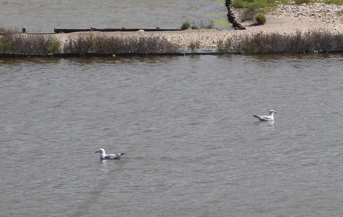 Gaviota Cabecinegra - ML617090800