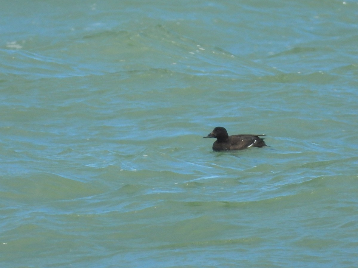 White-winged Scoter - ML617090866