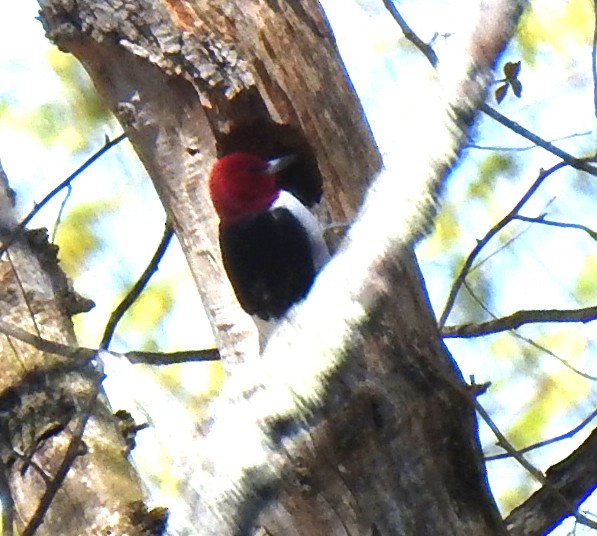 Red-headed Woodpecker - ML617090870