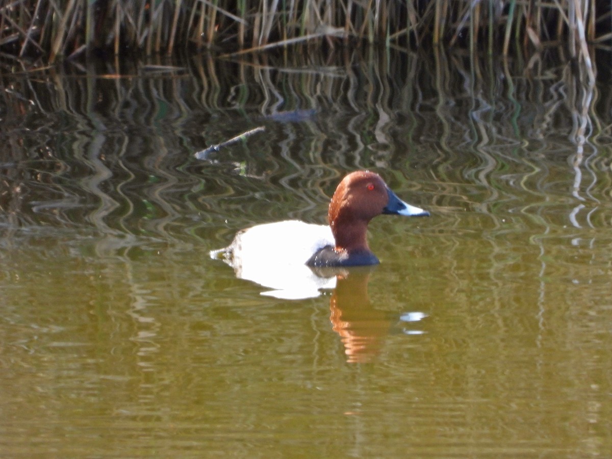 Common Pochard - ML617090876