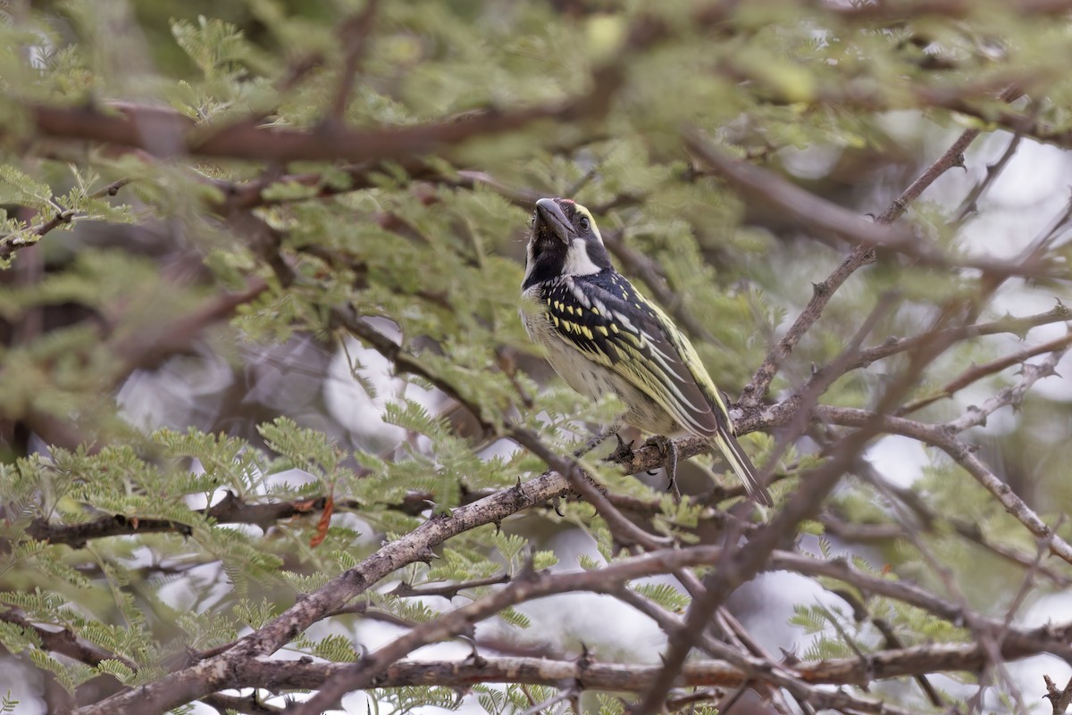 Pied Barbet - ML617090884