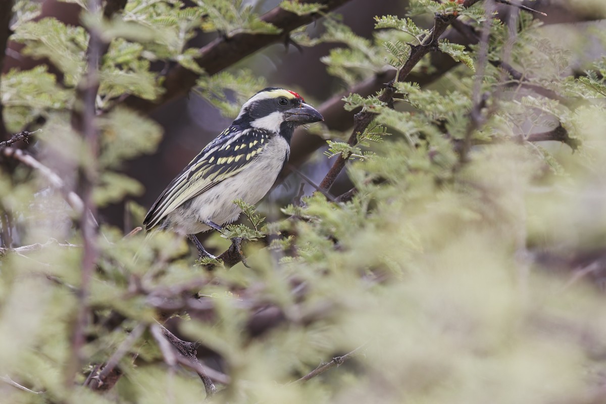 Pied Barbet - ML617090886