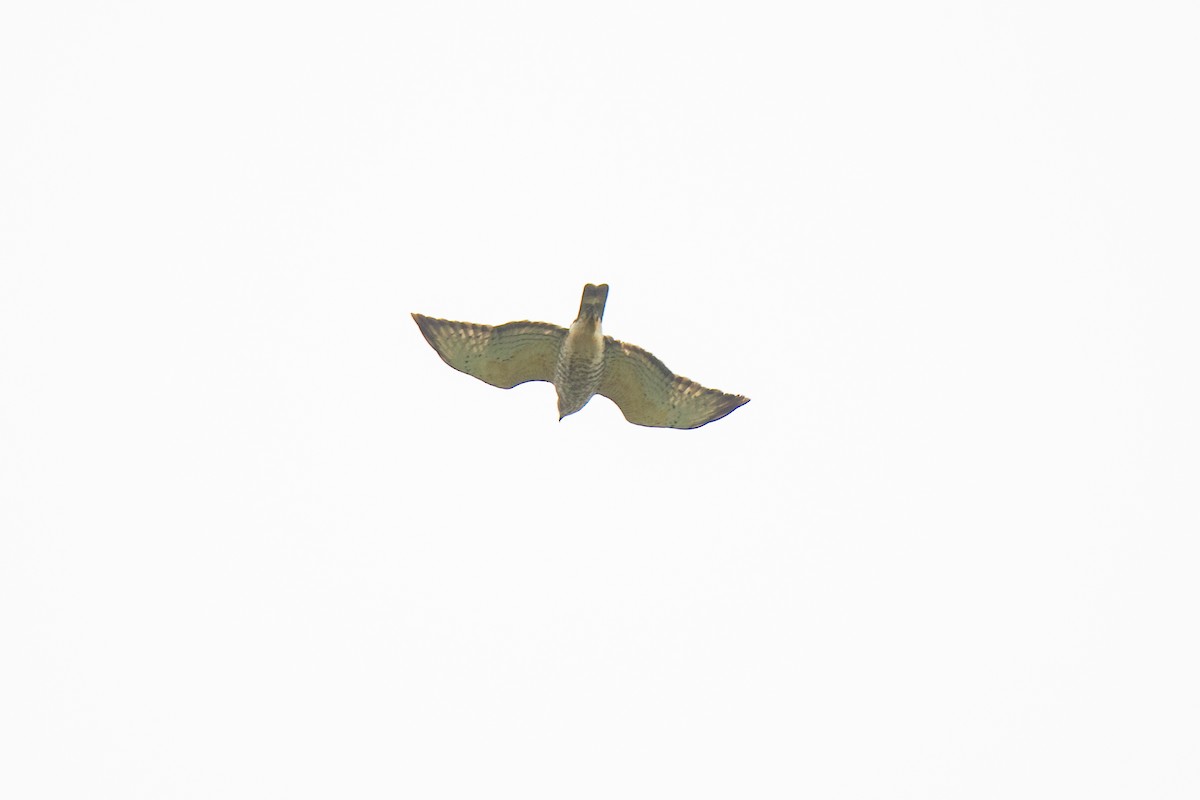 Broad-winged Hawk - ML617090891