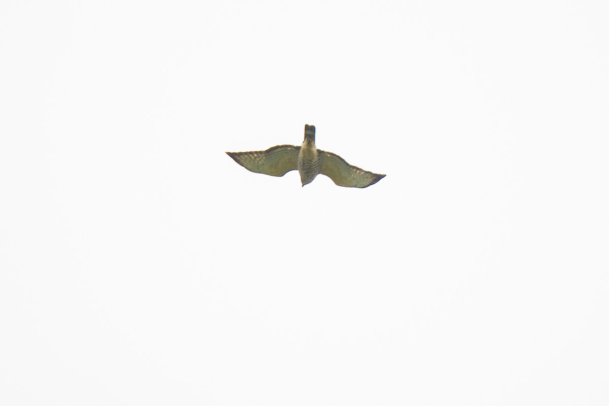 Broad-winged Hawk - ML617090893