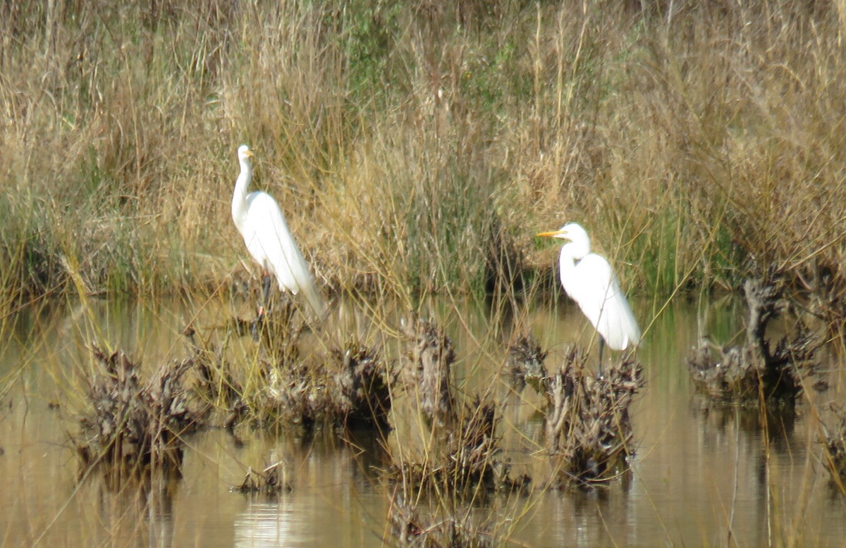 Great Egret - ML617090898