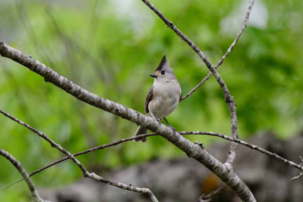 Black-crested Titmouse - John Kuenzli