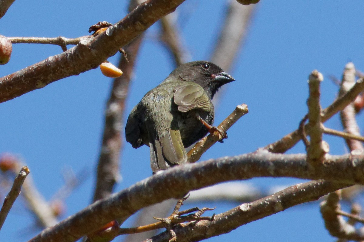 Black-faced Grassquit - ML617090950