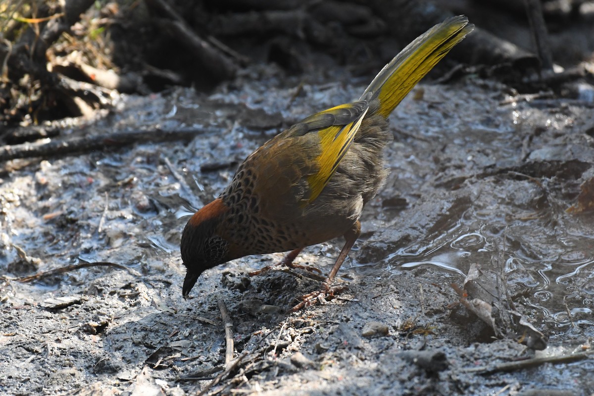 Chestnut-crowned Laughingthrush - Tristan Jobin