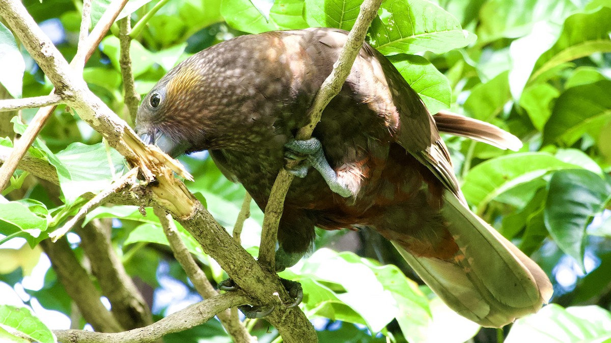 New Zealand Kaka - ML617090968