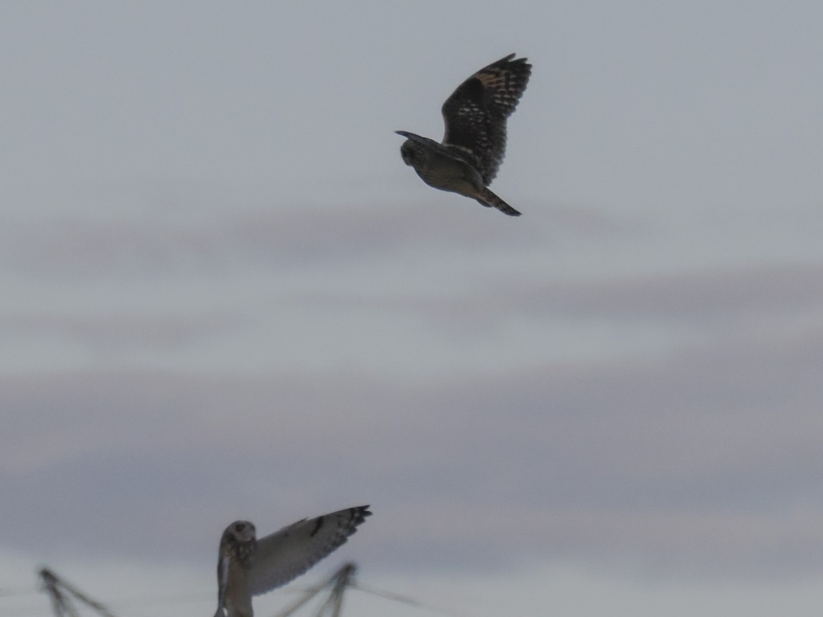 Short-eared Owl (Northern) - Laura Inglis