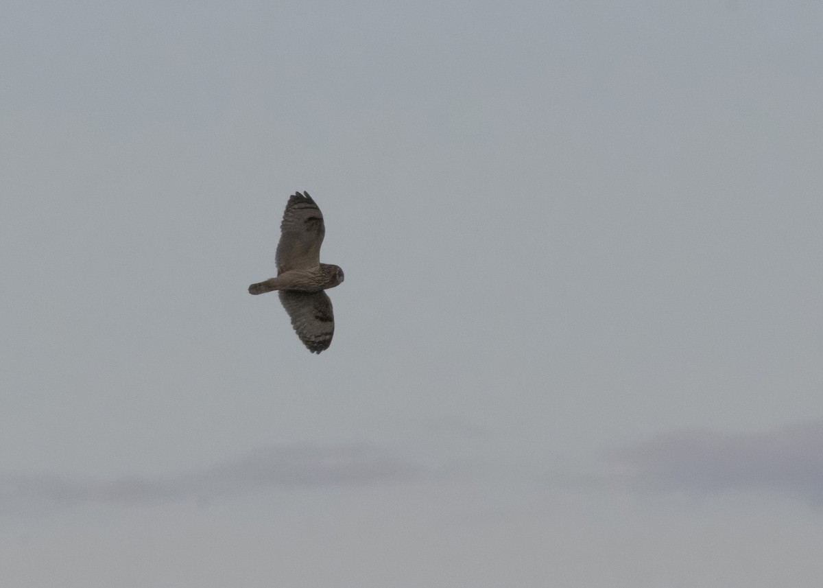 Short-eared Owl (Northern) - Laura Inglis