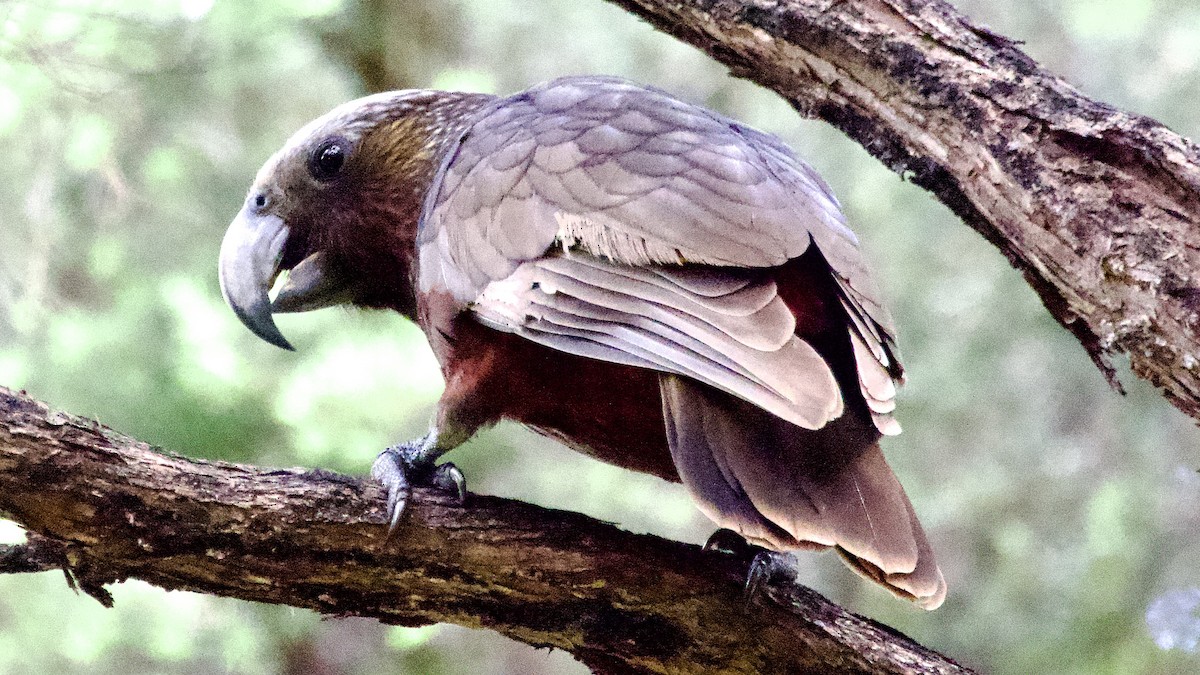 New Zealand Kaka - ML617090993