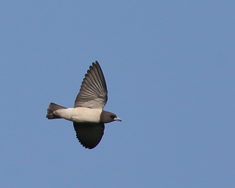 White-breasted Woodswallow - ML617090996