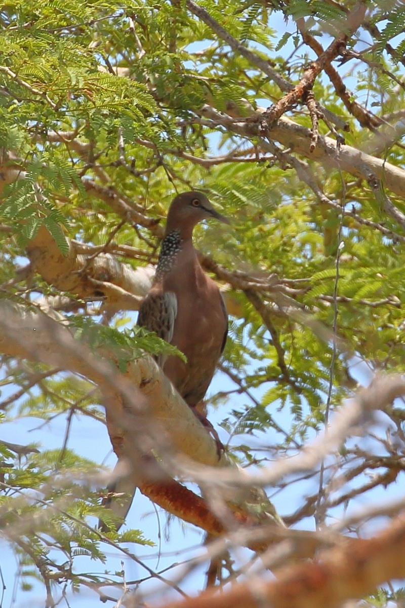 Spotted Dove (Eastern) - Bruce Robinson