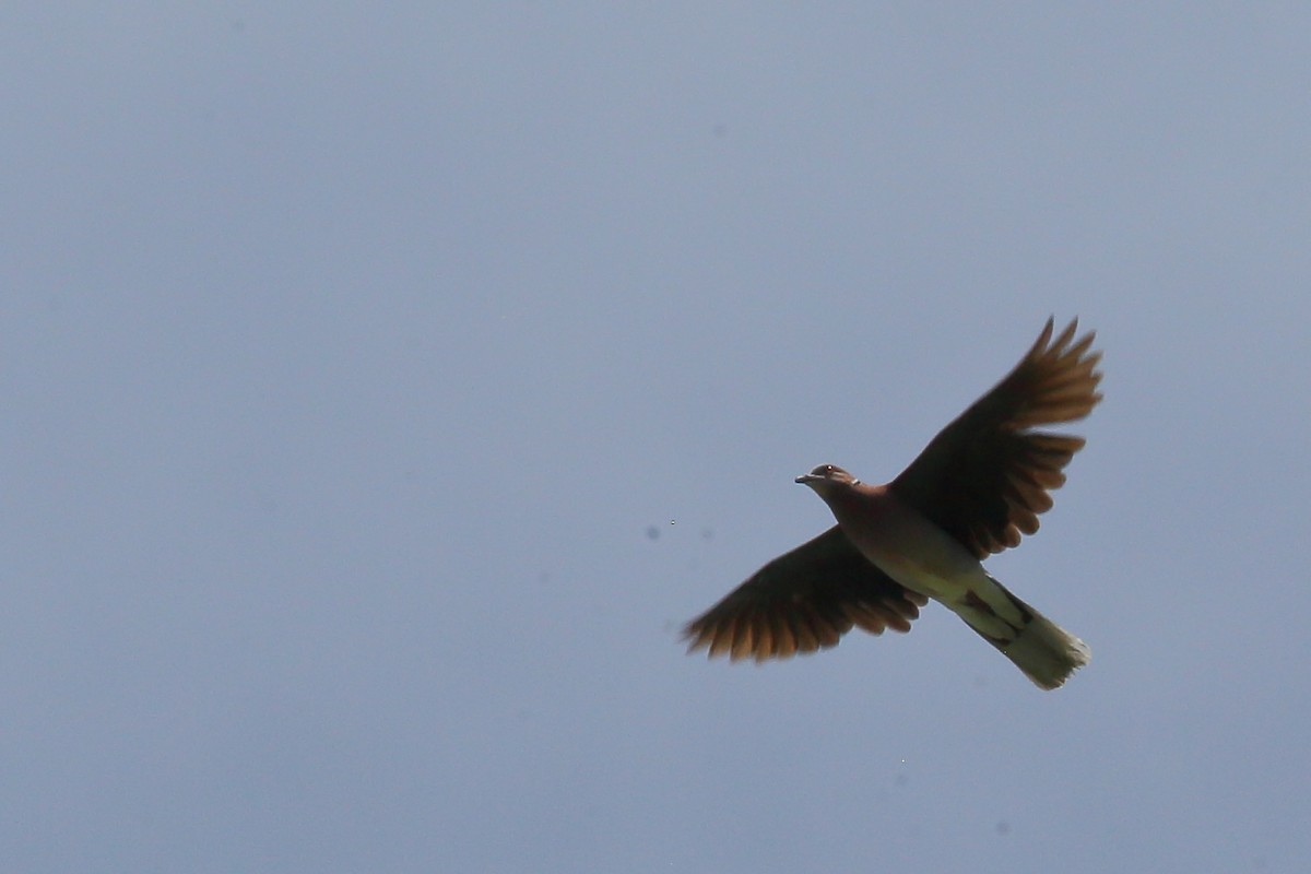 Sunda Collared-Dove - ML617091048