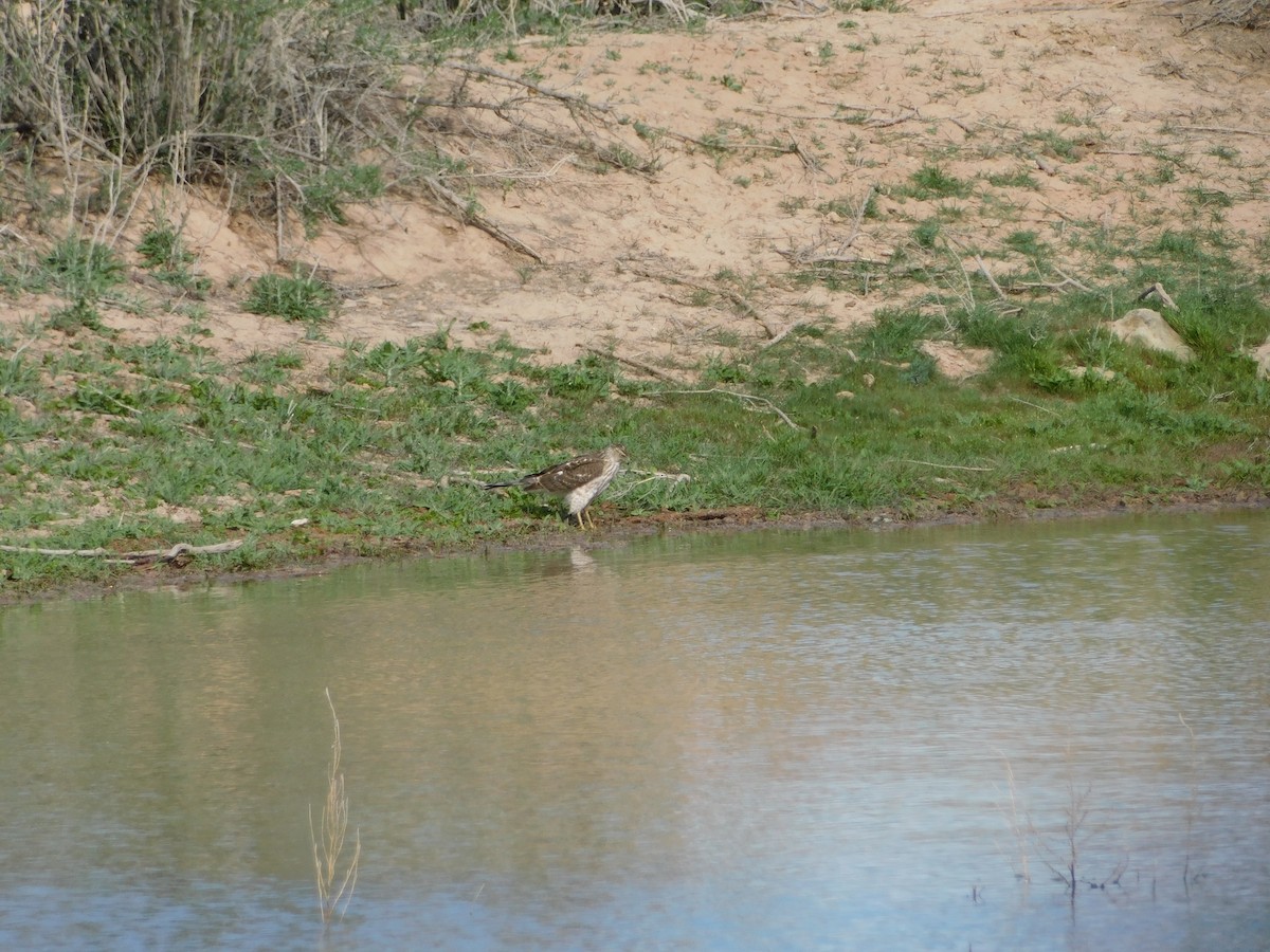 Cooper's Hawk - ML617091051