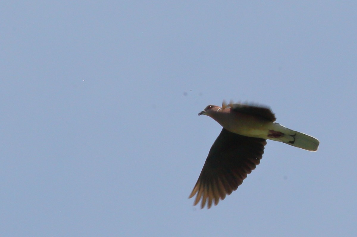 Sunda Collared-Dove - Bruce Robinson